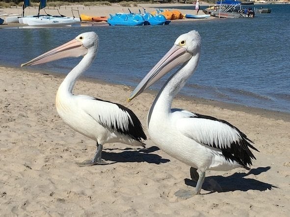 Pelican Feeding, Kalbarri