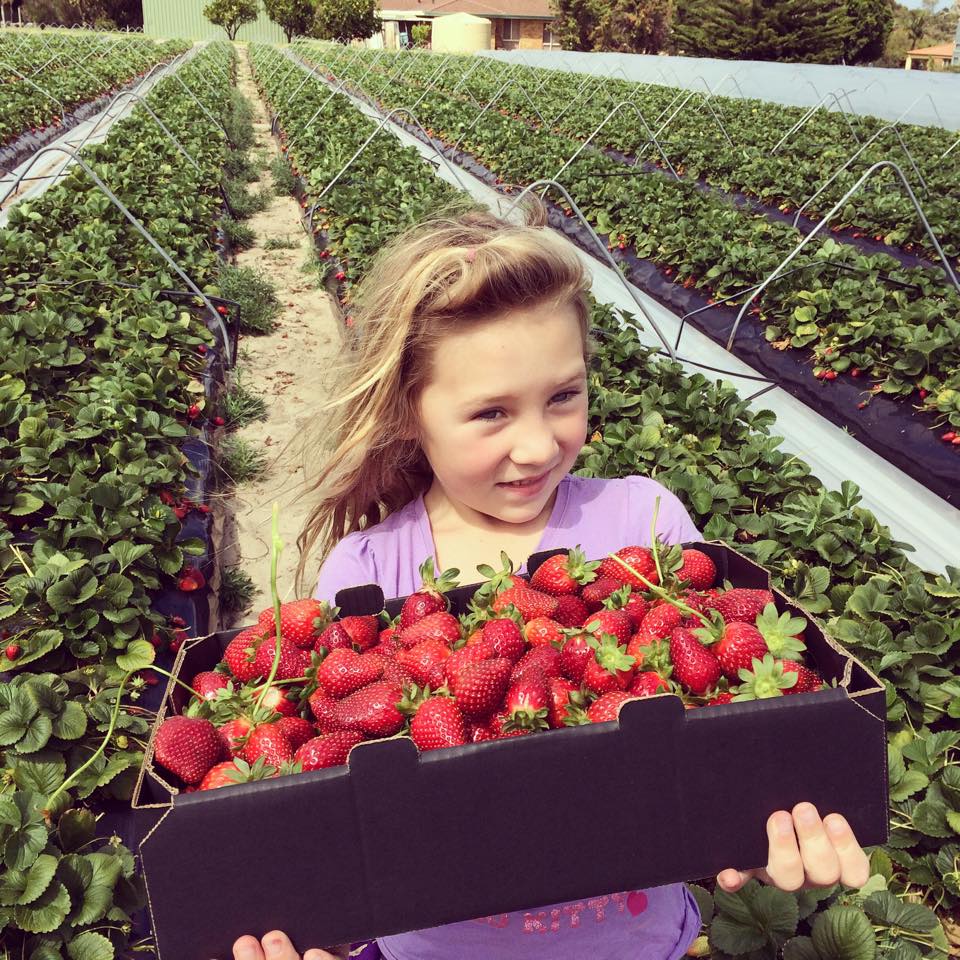 strawberry picking perth